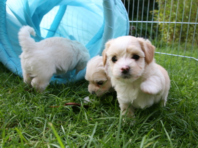 Bichon Havanais hvalpe hos Kennel Miki Nanoq